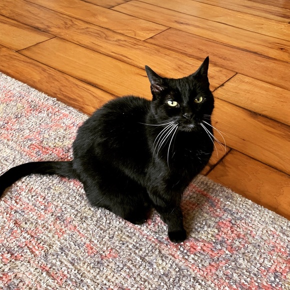 Meet your Posher, Nancy - Picture 4 of 8